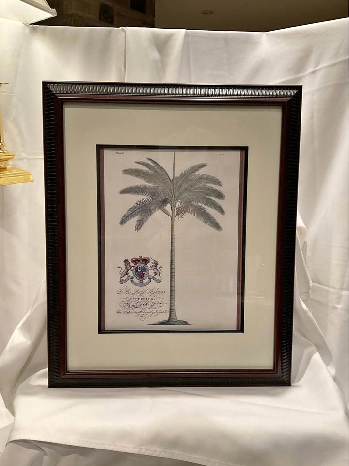 Dionysius Palms Print by George Dionysius Ehret