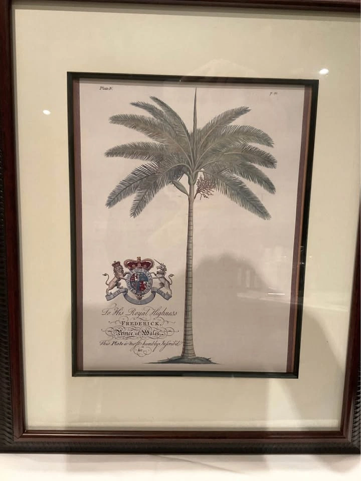 Dionysius Palms Print by George Dionysius Ehret - photo 2