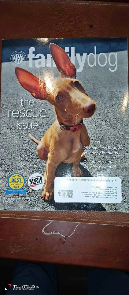 Family Dog – AKC Magazine Bundle (3 Issues) – Great Condition