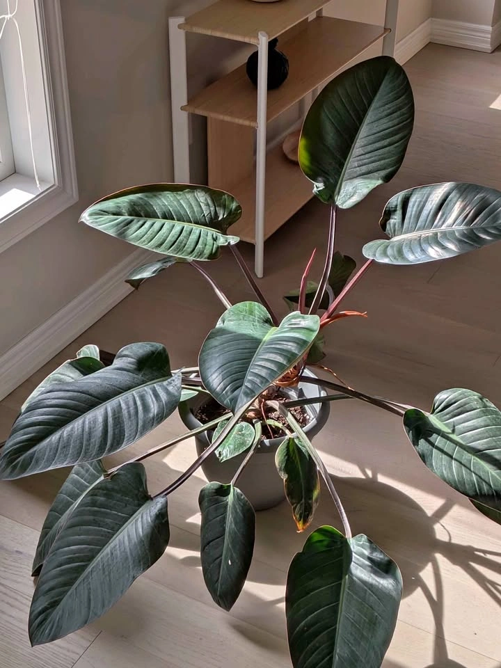 Large Philodendron Red Congo Plant - Showstopper!