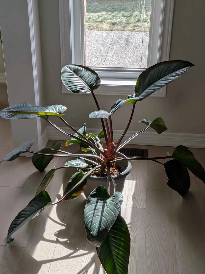 Large Philodendron Red Congo Plant - Showstopper! - photo 2