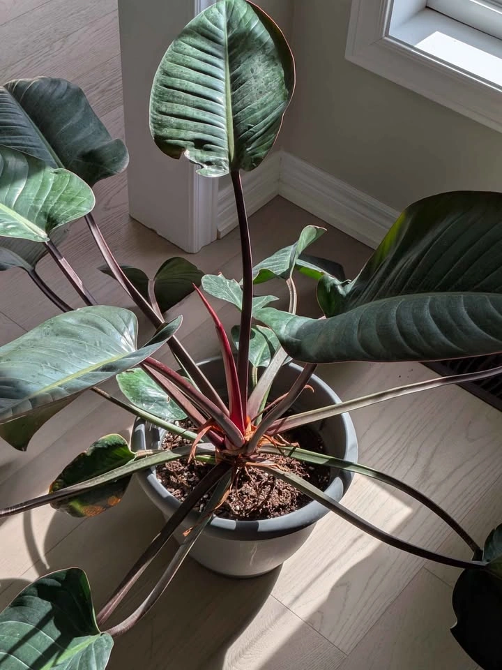 Large Philodendron Red Congo Plant - Showstopper! - photo 3
