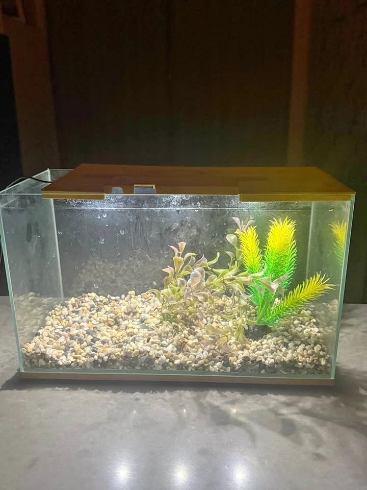 Small Aquarium with Stones and Plants