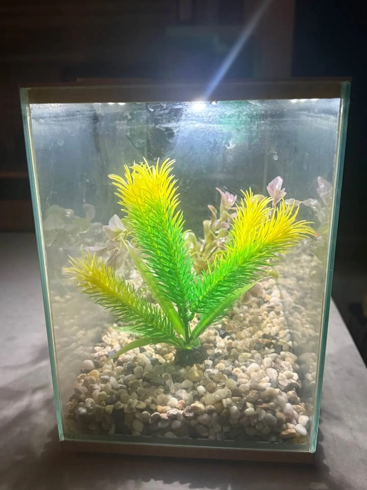 Small Aquarium with Stones and Plants - photo 2