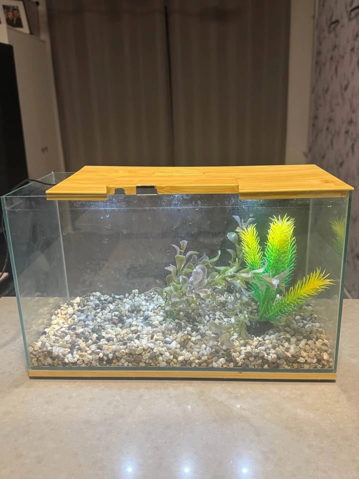 Small Aquarium with Stones and Plants - photo 3