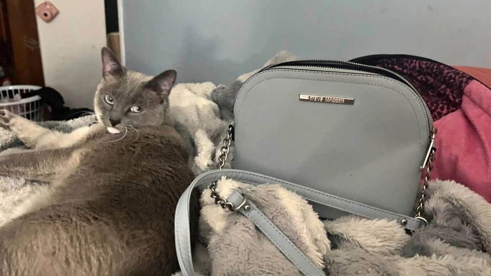 Light blue Steve Madden purse