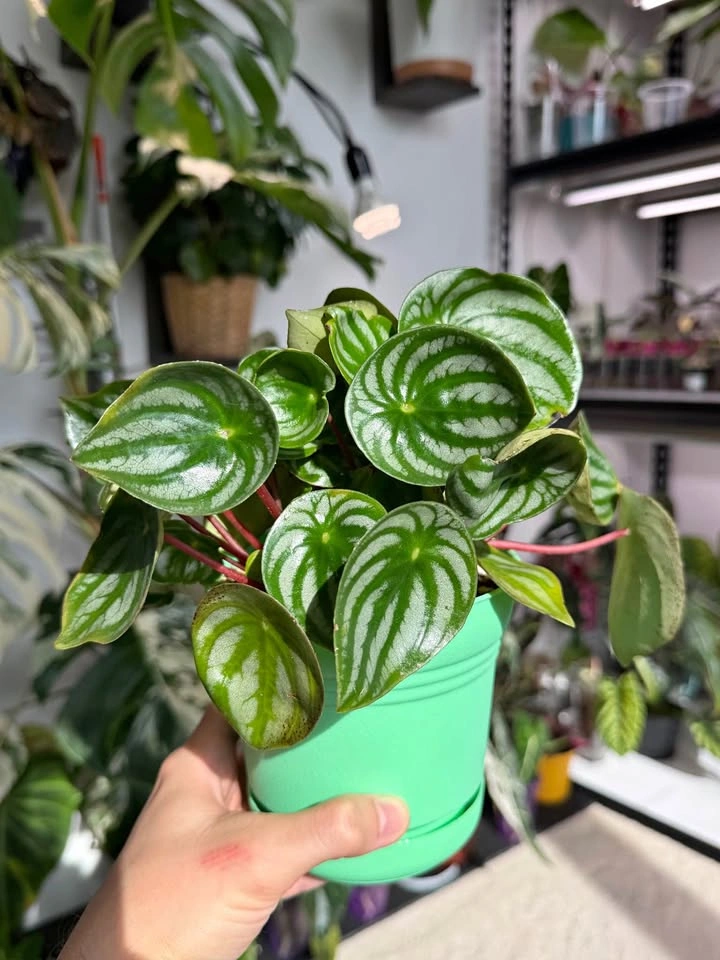 Watermelon Peperomia