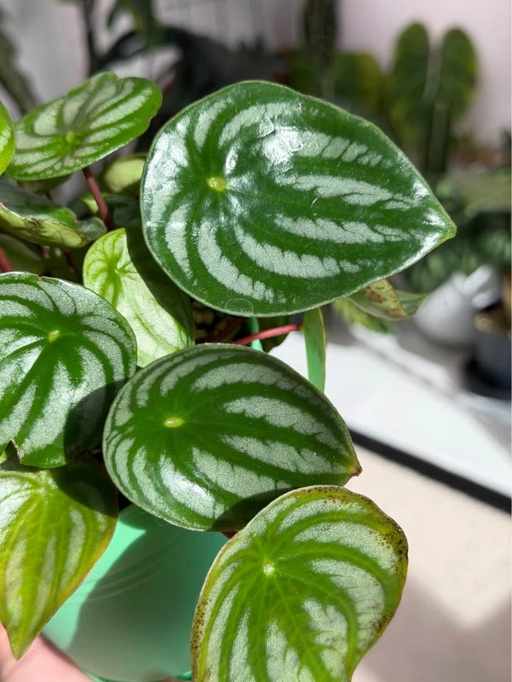 Watermelon Peperomia - photo 2