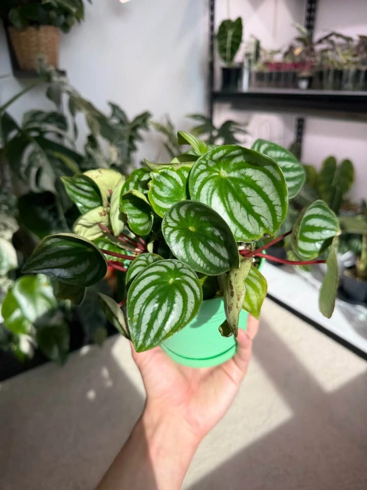 Watermelon Peperomia - photo 3