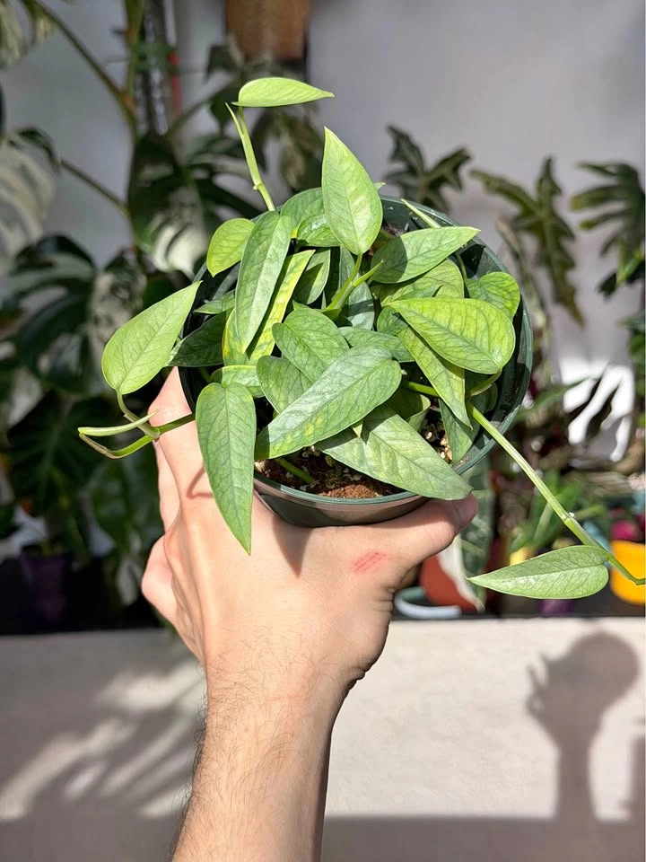 Cebu Blue Pothos