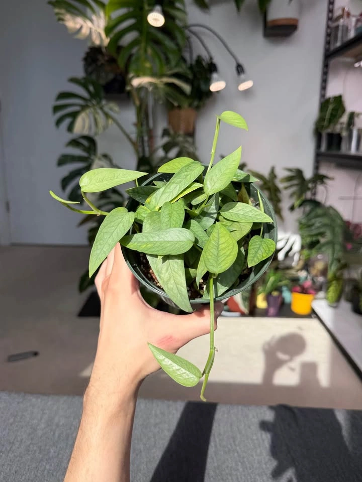 Cebu Blue Pothos - photo 2