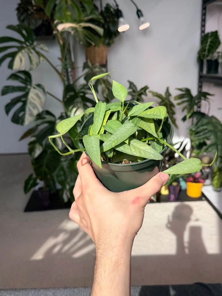 Cebu Blue Pothos - photo 3