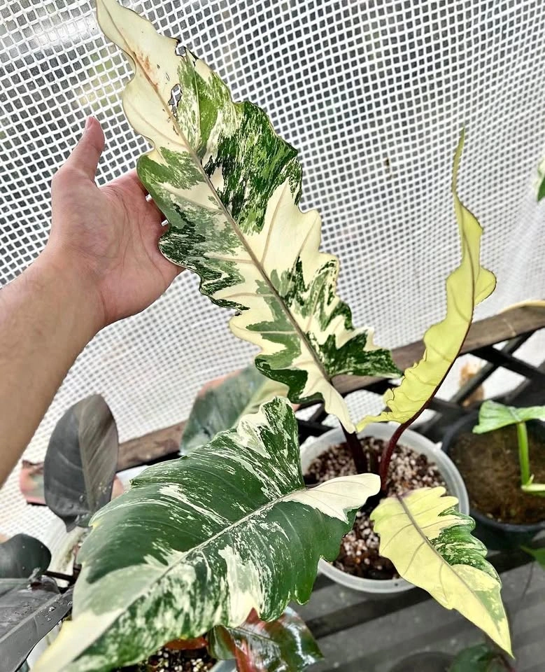 Alocasia Lauterbachiana Variegata