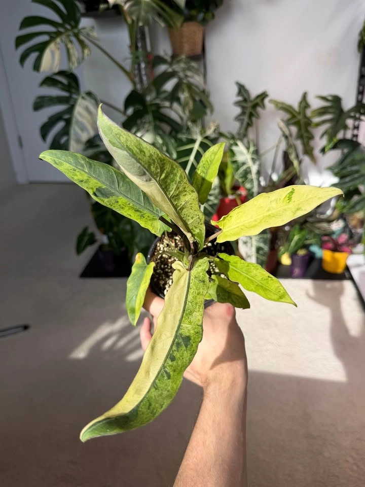 Alocasia Lauterbachiana Variegata - photo 2