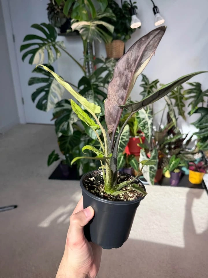 Alocasia Lauterbachiana Variegata - photo 3