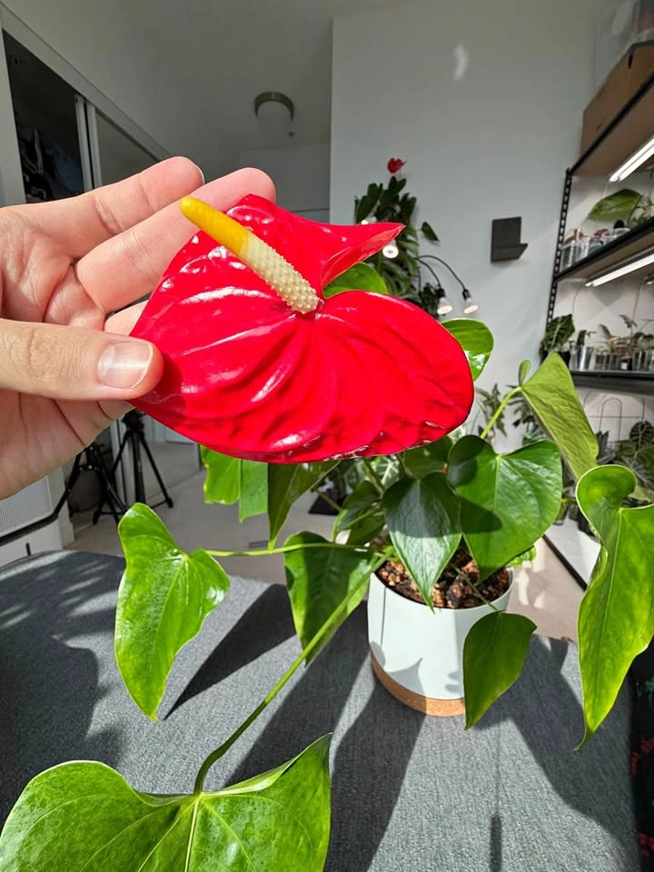 Large Flamingo Flower