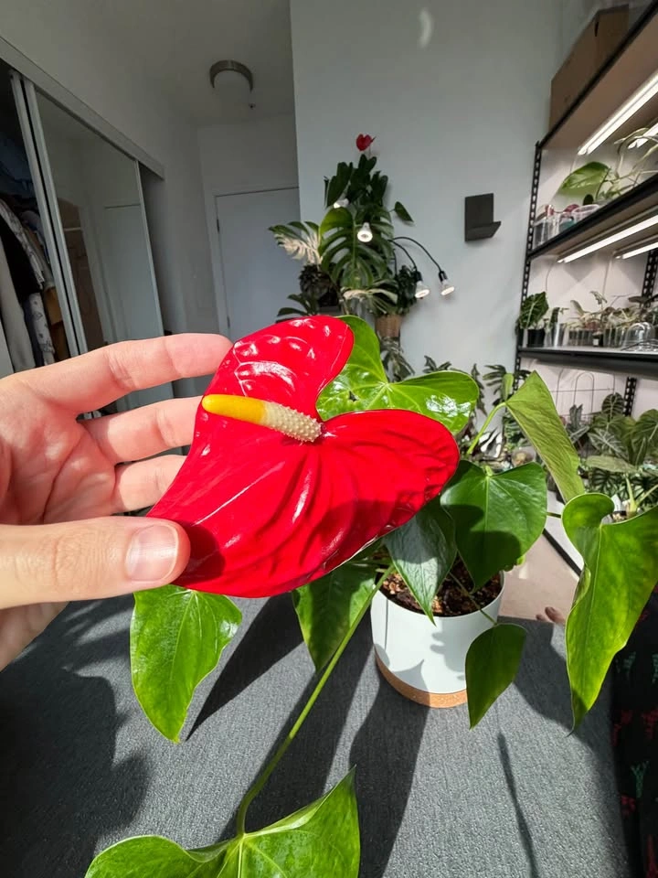 Large Flamingo Flower - photo 3