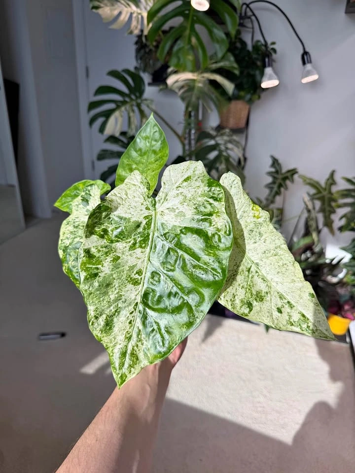 Alocasia macrorrhiza Camouflage/Splash
