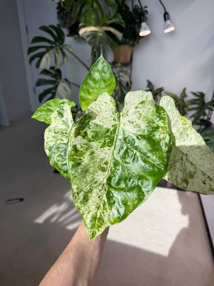 Alocasia macrorrhiza Camouflage/Splash - photo 2