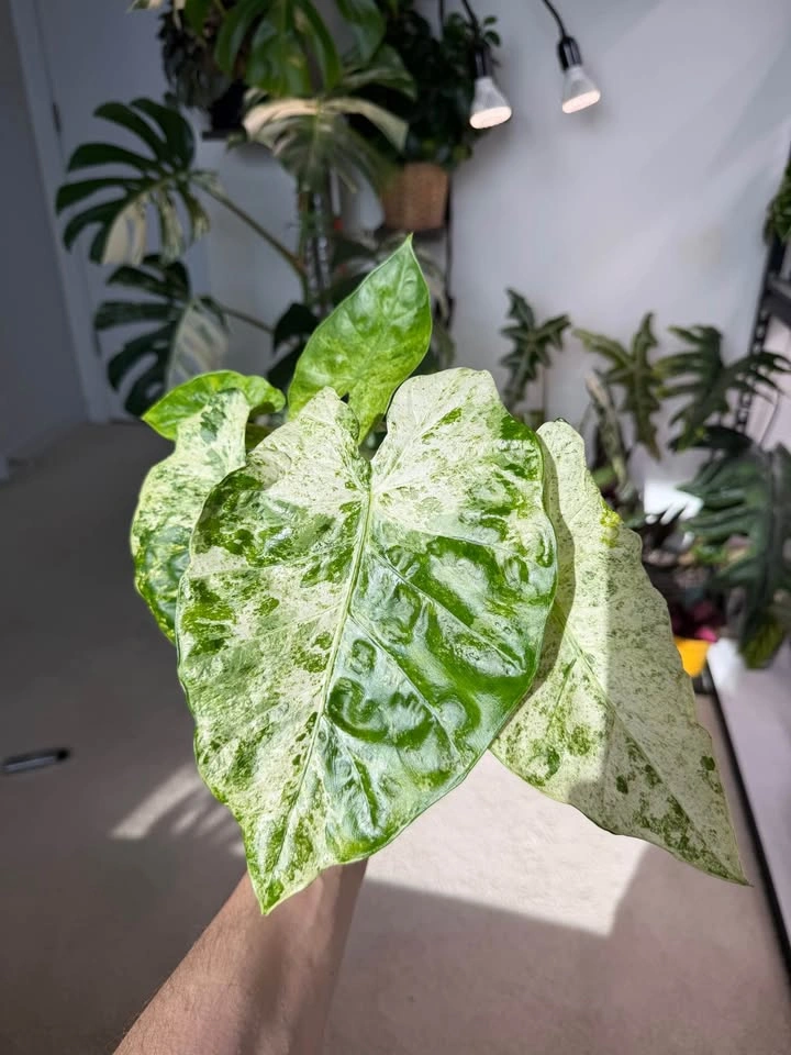 Alocasia macrorrhiza Camouflage/Splash - photo 3