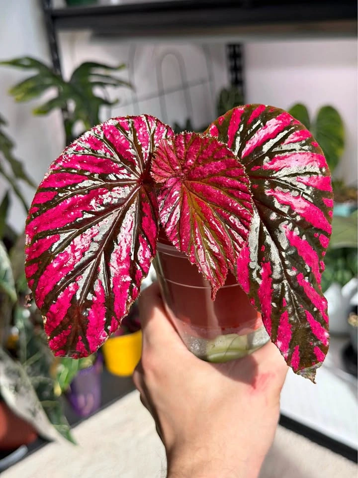 Begonia brevirimosa *rare find