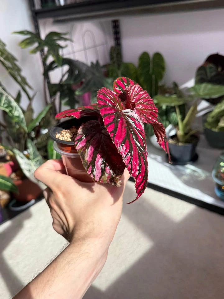 Begonia brevirimosa *rare find - photo 2