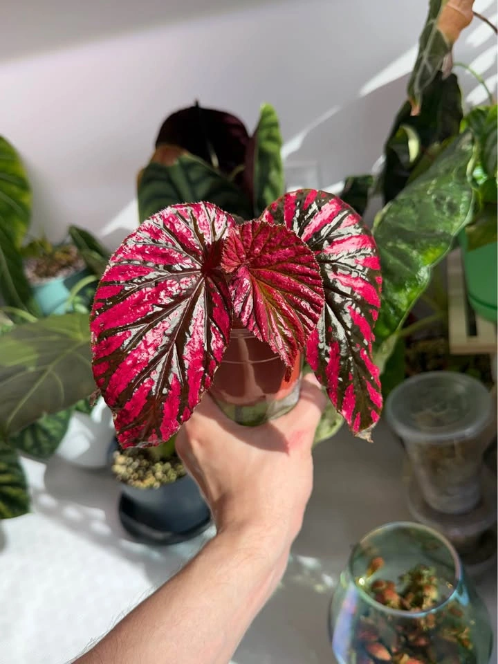 Begonia brevirimosa *rare find - photo 3
