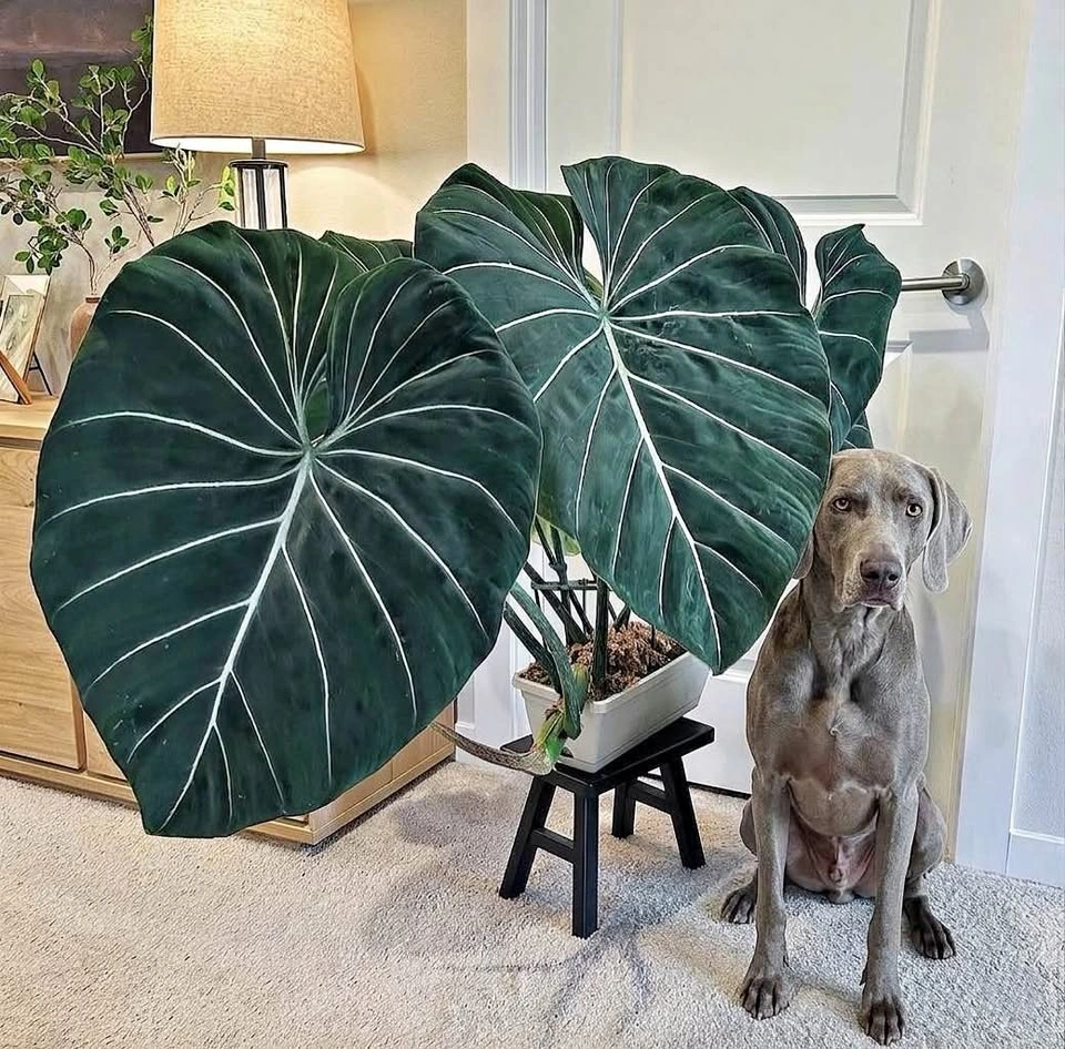 Philodendron Gloriosum Starter Plant