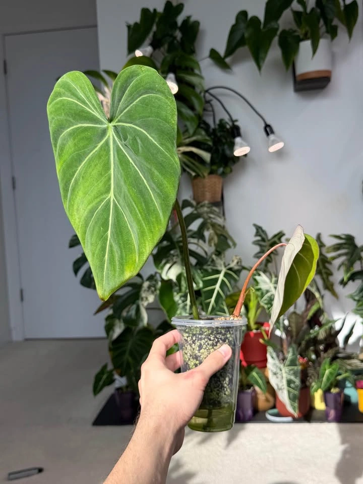 Philodendron Gloriosum Starter Plant - photo 2