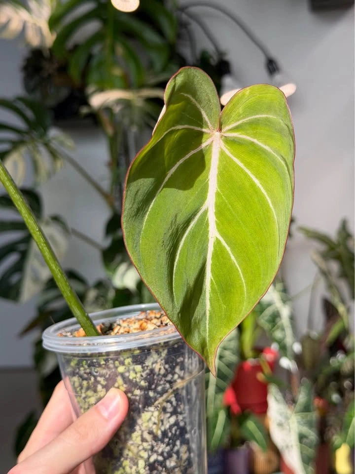 Philodendron Gloriosum Starter Plant - photo 3