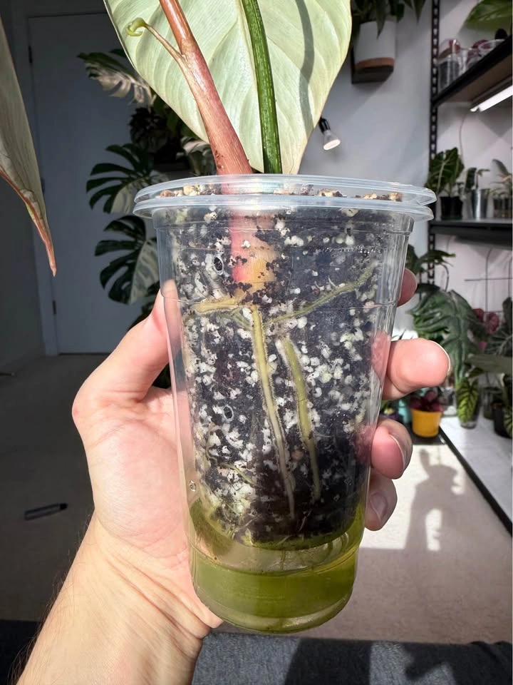 Philodendron Gloriosum Starter Plant - photo 4