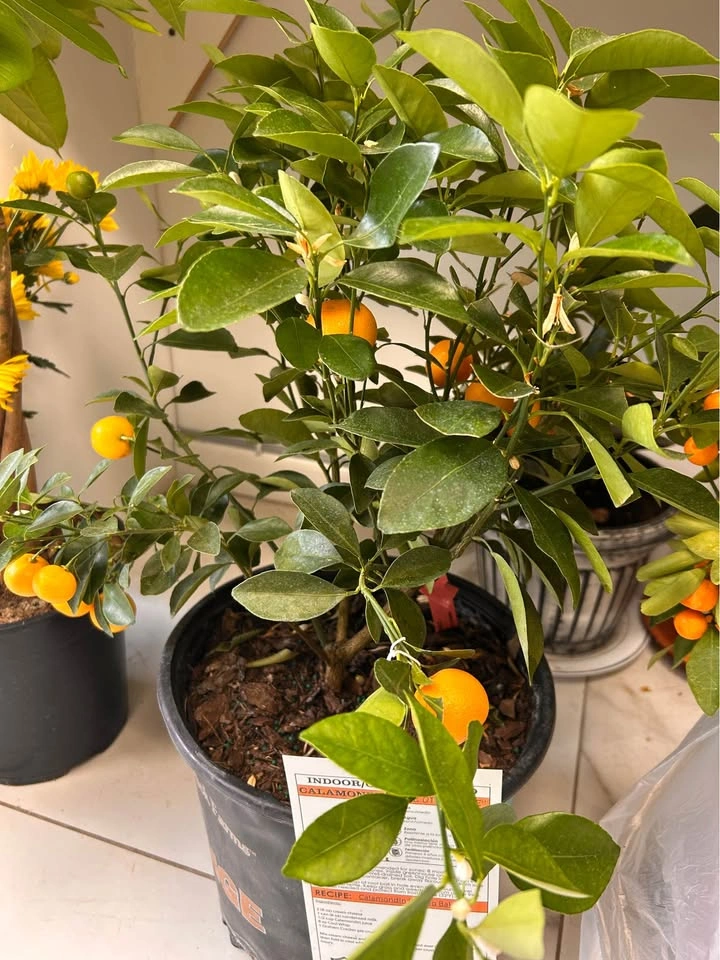Kumquats - 4 season Calamondin