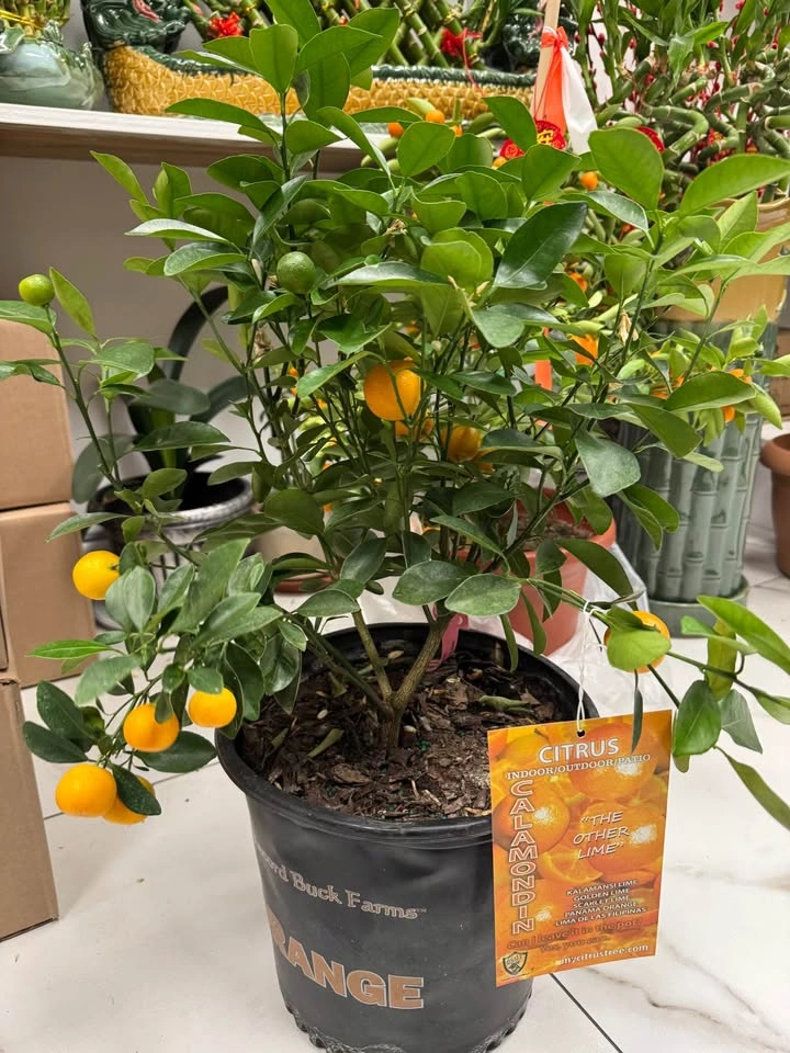 Kumquats - 4 season Calamondin - photo 2