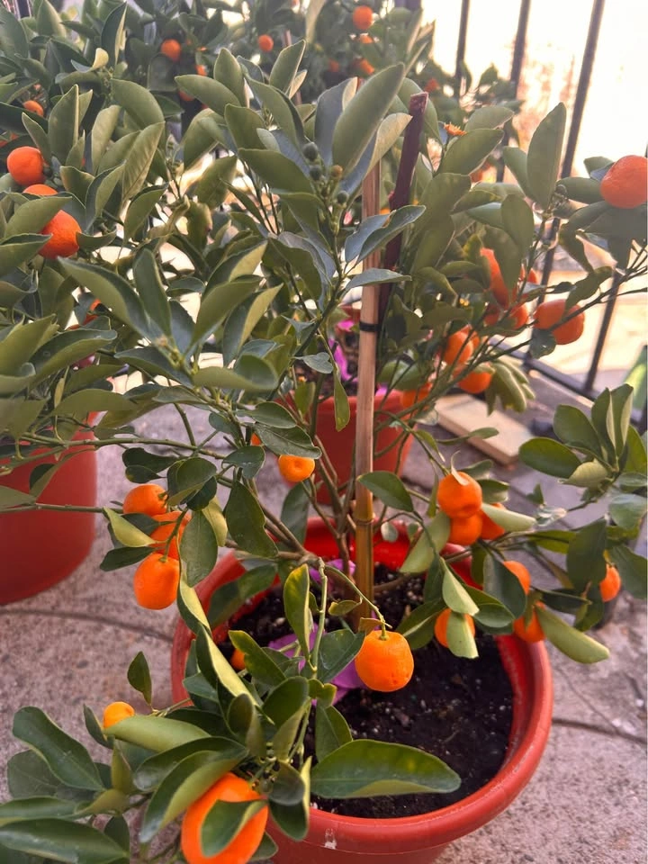 Kumquats - 4 season Calamondin - photo 3