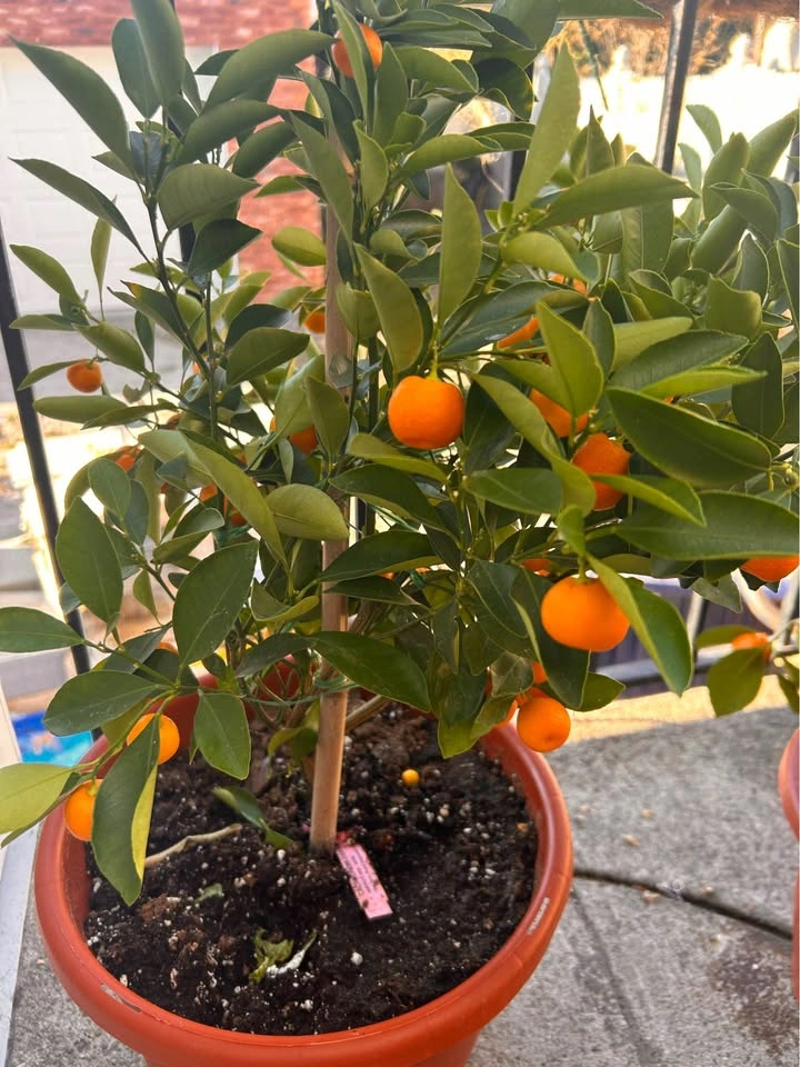 Kumquats - 4 season Calamondin - photo 4
