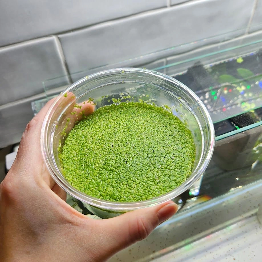 Live Floating Aquarium / Pond Plants