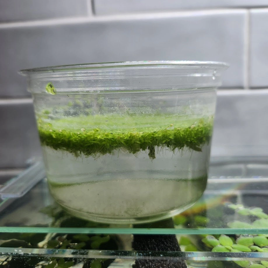 Live Floating Aquarium / Pond Plants - photo 2