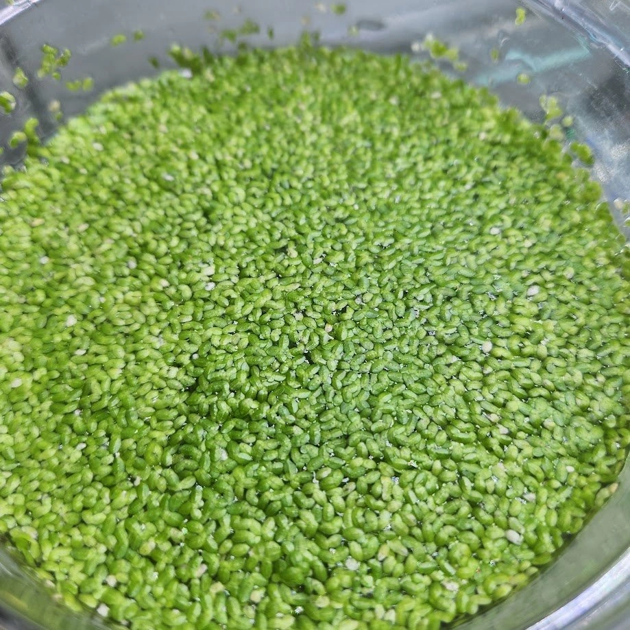 Live Floating Aquarium / Pond Plants - photo 3