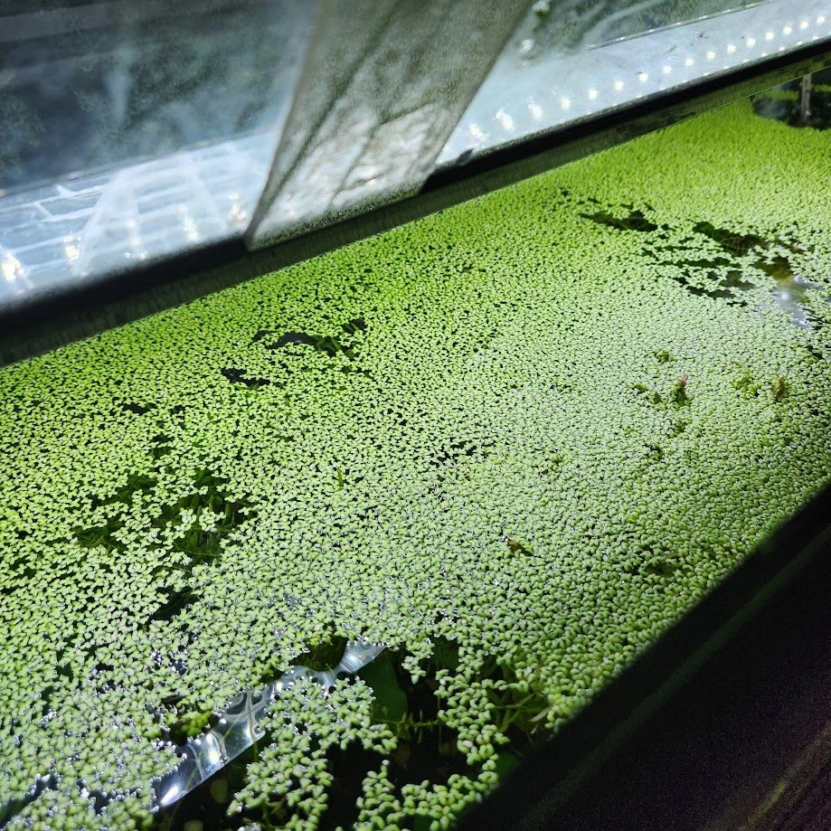 Live Floating Aquarium / Pond Plants - photo 4