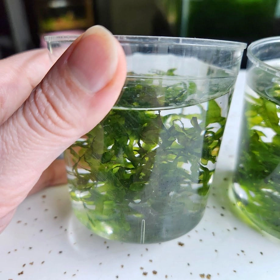 Süsswassertang Moss Aquarium Plant - 6 Portions