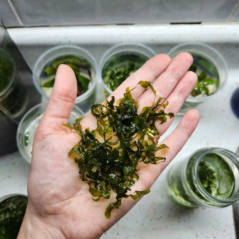 Süsswassertang Moss Aquarium Plant - 6 Portions - photo 3