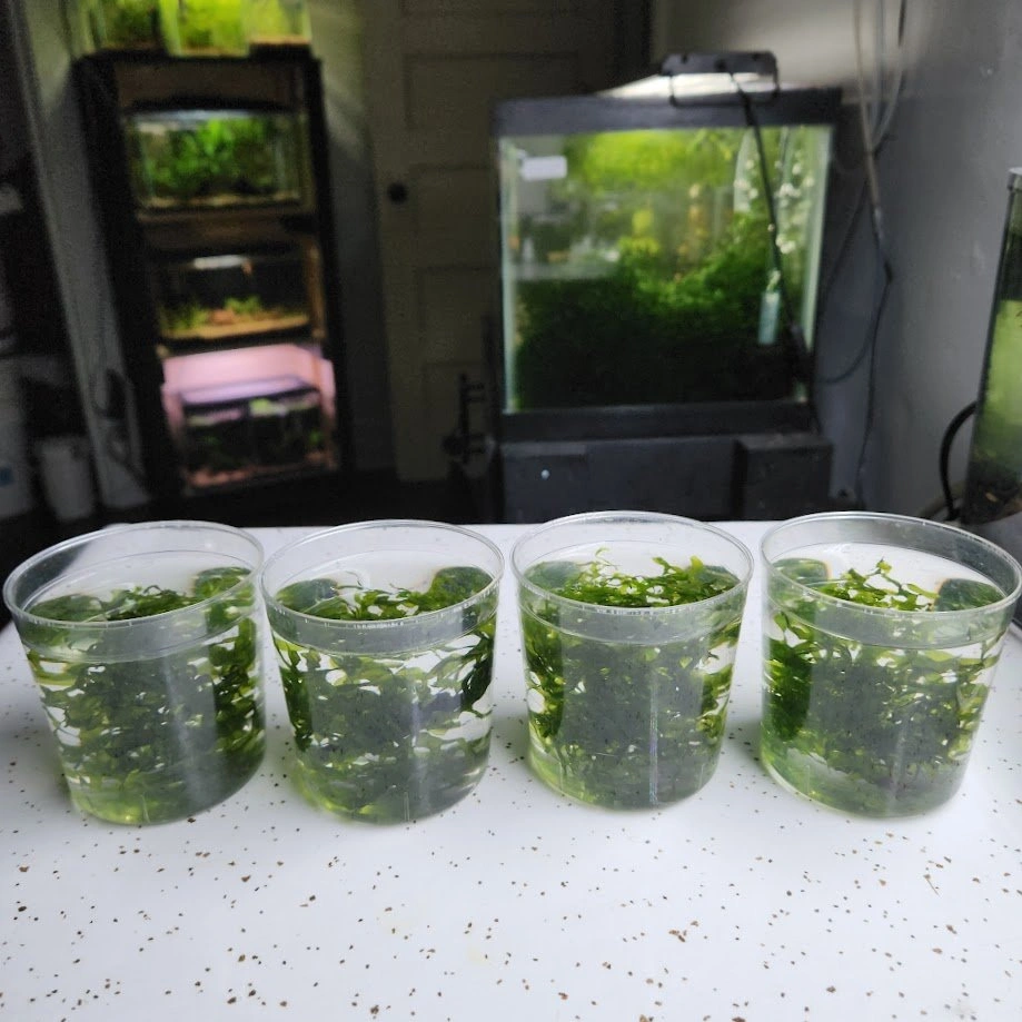 Süsswassertang Moss Aquarium Plant - 6 Portions - photo 4