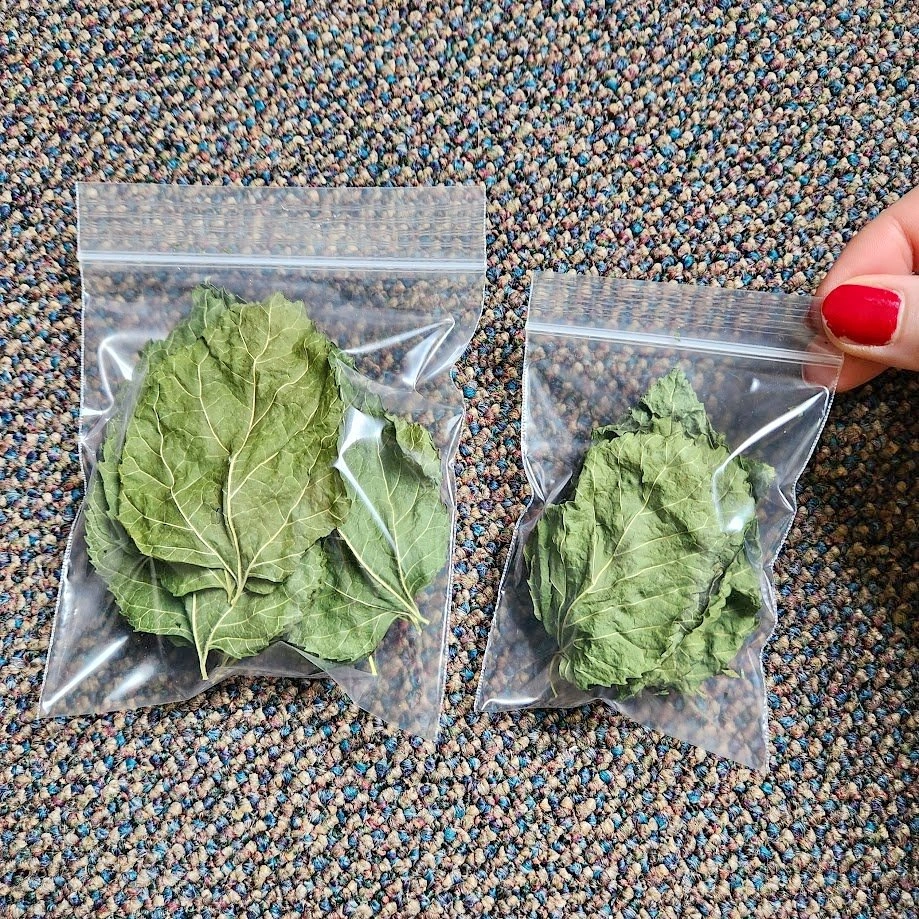 Dry Mulberry Leaves for Shrimp & Invertebrates