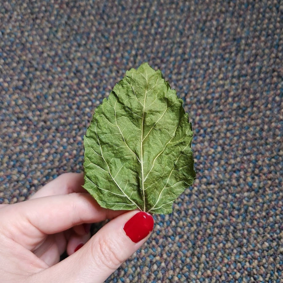 Dry Mulberry Leaves for Shrimp & Invertebrates - photo 2