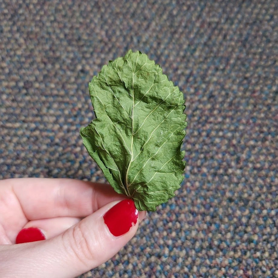 Dry Mulberry Leaves for Shrimp & Invertebrates - photo 3