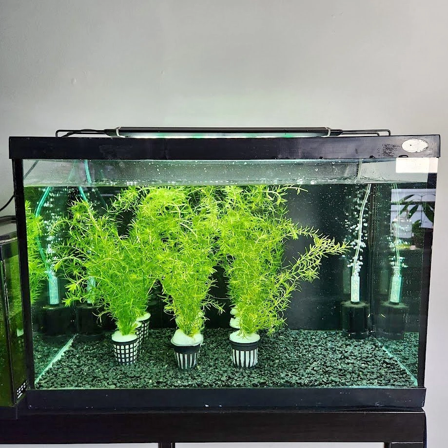 1 Pot left! Aquarium Plant available, Low Maintenance, Fast Gro
