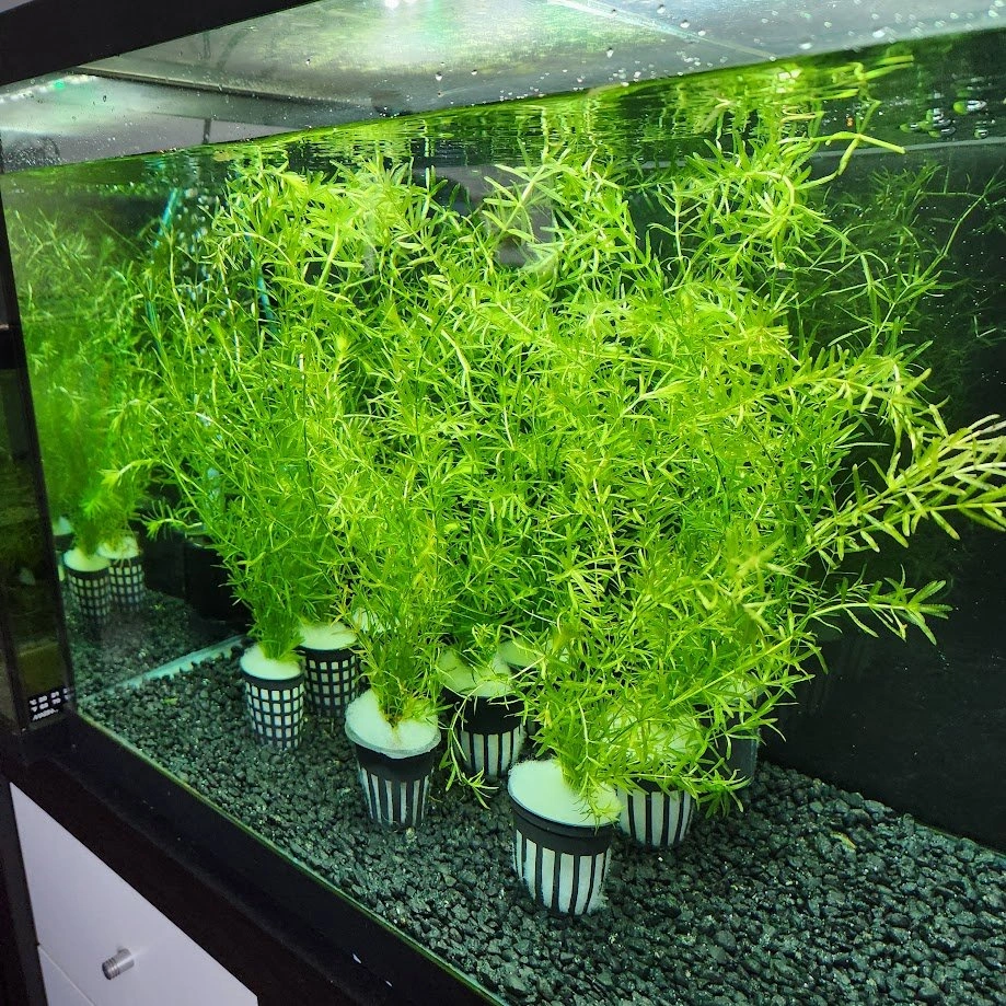 1 Pot left! Aquarium Plant available, Low Maintenance, Fast Gro - photo 2