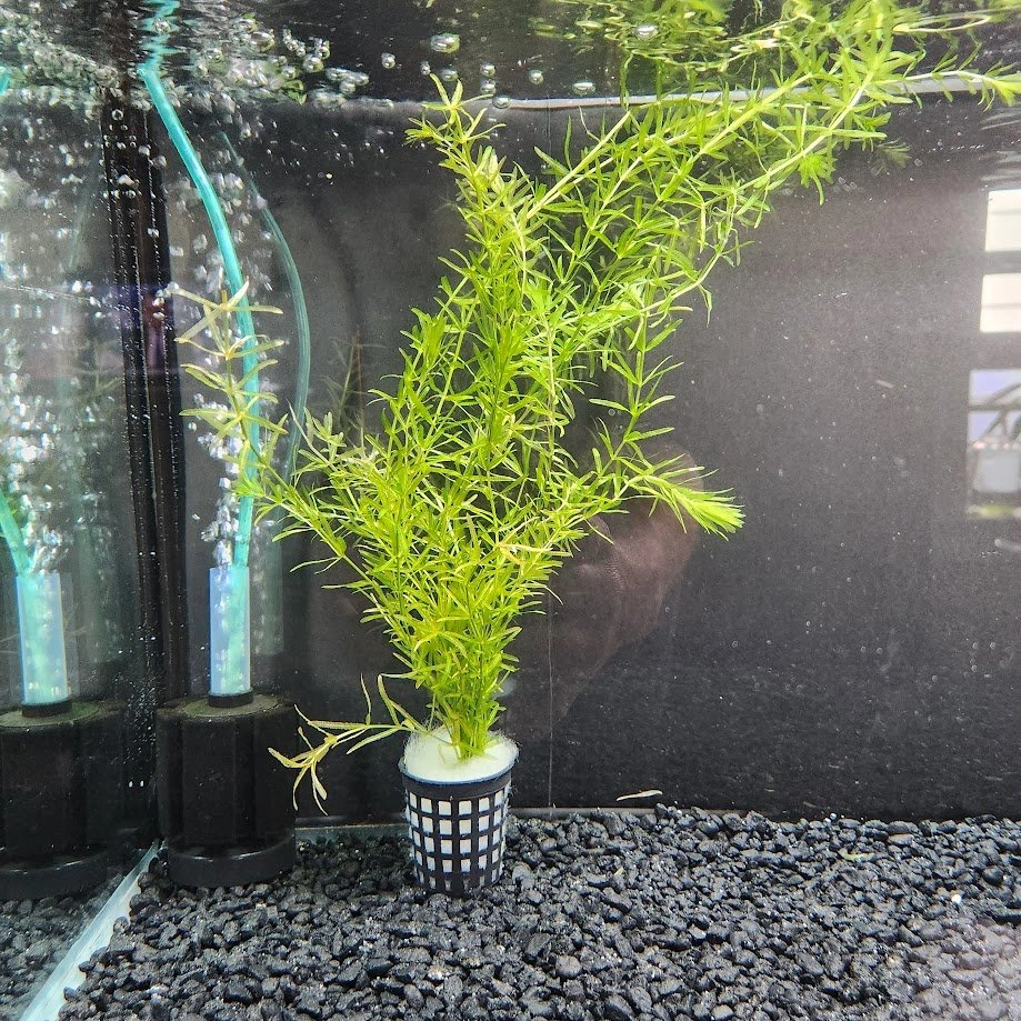 1 Pot left! Aquarium Plant available, Low Maintenance, Fast Gro - photo 3