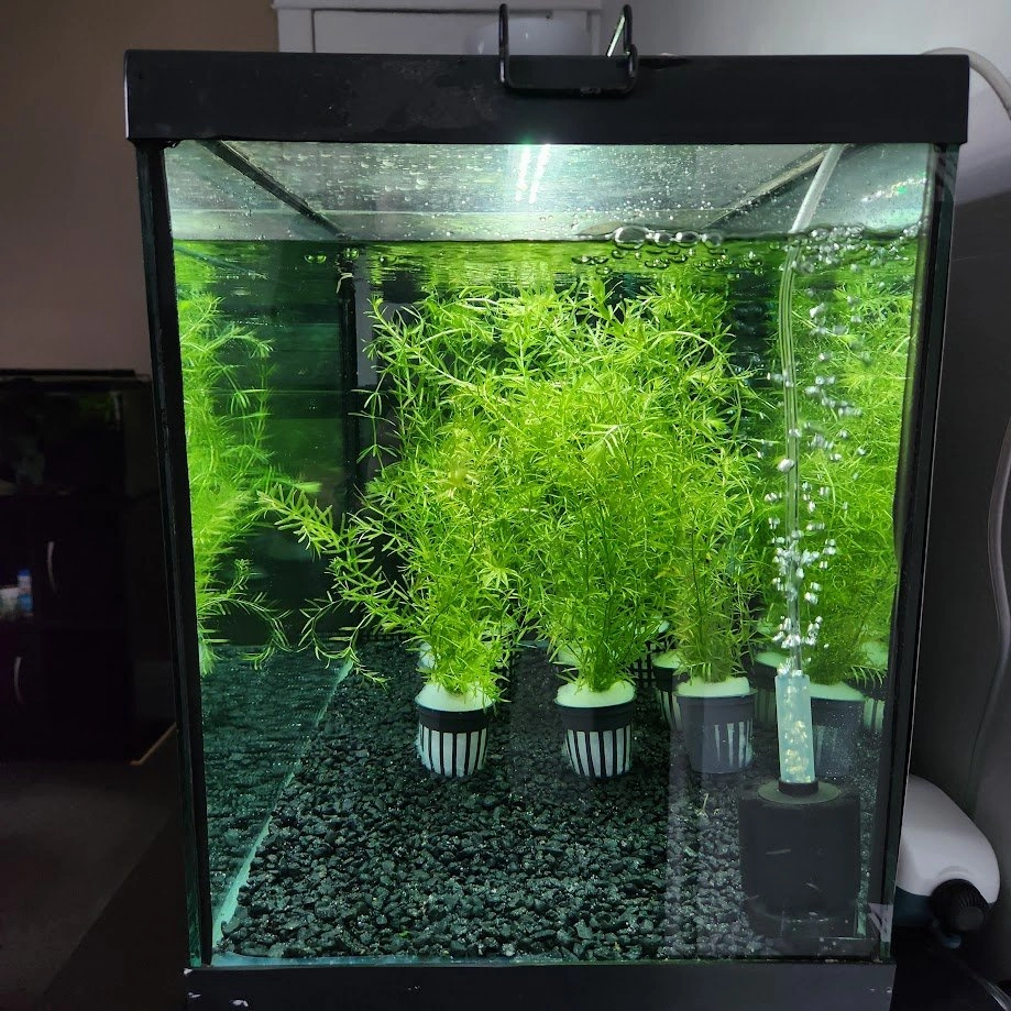 1 Pot left! Aquarium Plant available, Low Maintenance, Fast Gro - photo 4