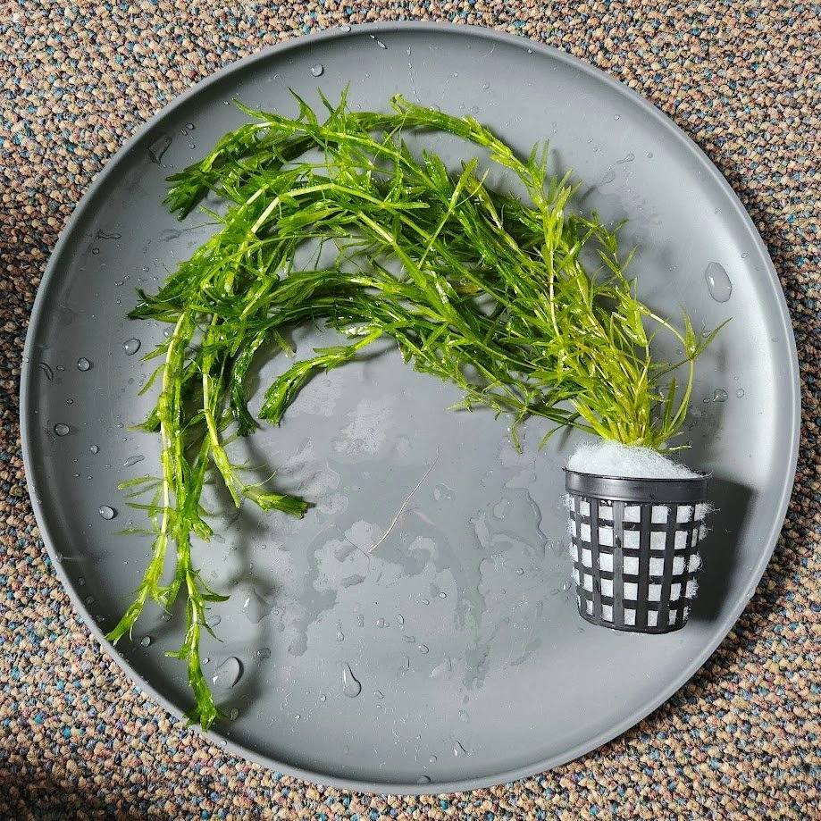 1 Pot left! Aquarium Plant available, Low Maintenance, Fast Gro - photo 5